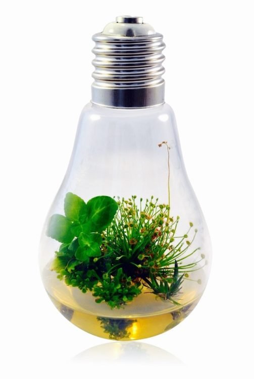 greenfeel-montpellier-in-vitro-plantes1
