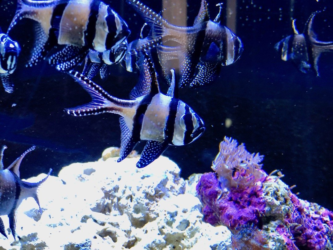 Planet océan aquarium de Montpellier.